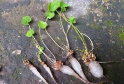 秃崽草神吃瓜视频大全免费观看,免费观看，笑料横生！